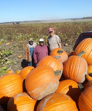 Vegetable & Pumpkin Farm in Missouri