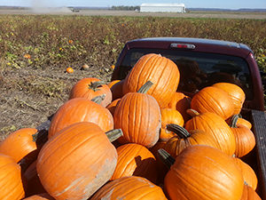 Midwest Wholesale Pumpkin Supplier in Missouri