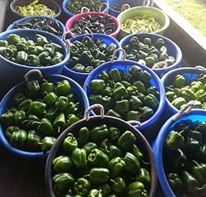 Pumpkin Supplier & Vegetable Farm in the Midwest