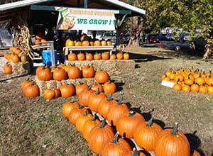 Wholesale Pumpkins - Order Missouri Pumpkins