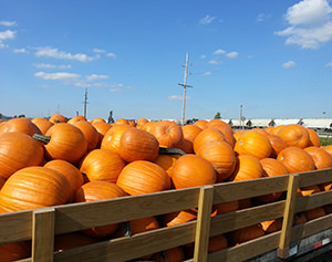 Wholesale Pumpkins in the Midwest
